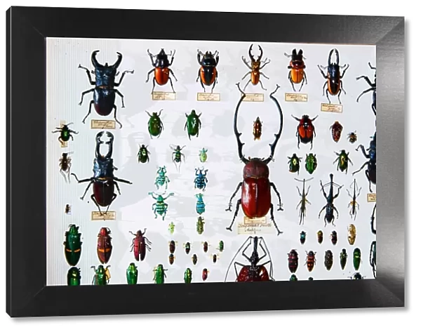 Beetle specimens from the Wallace collection