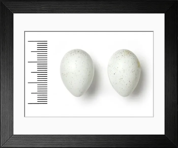 Framed Print : Oenanthe albonigra, humes wheatear Framed Print : Oenanthe albonigra, humes wheatear