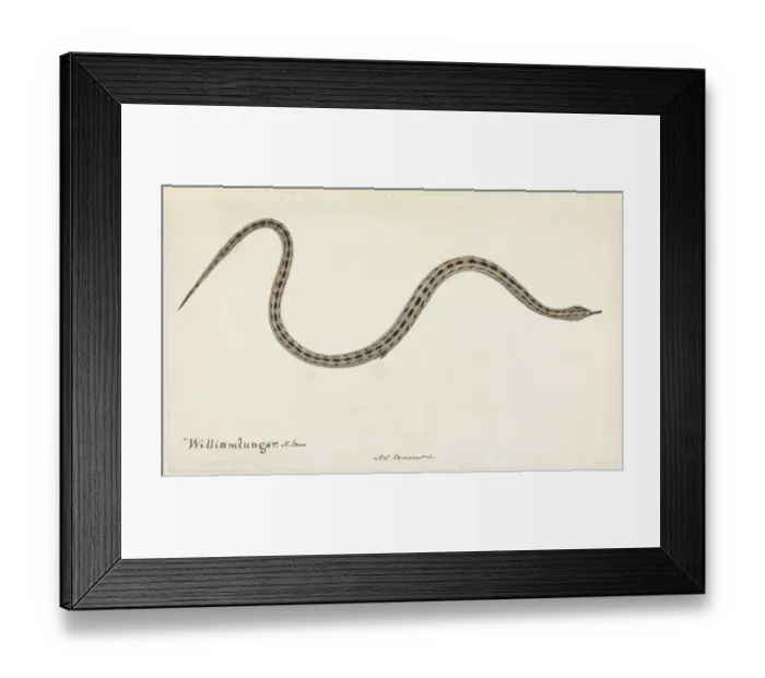 Framed Print : Snake. One of 67 original water colour drawings of Mammals, Reptiles Framed Print : Snake. One of 67 original water colour drawings of Mammals, Reptiles