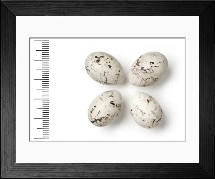 Framed Print : Emberiza leucocephalos, pine bunting eggs