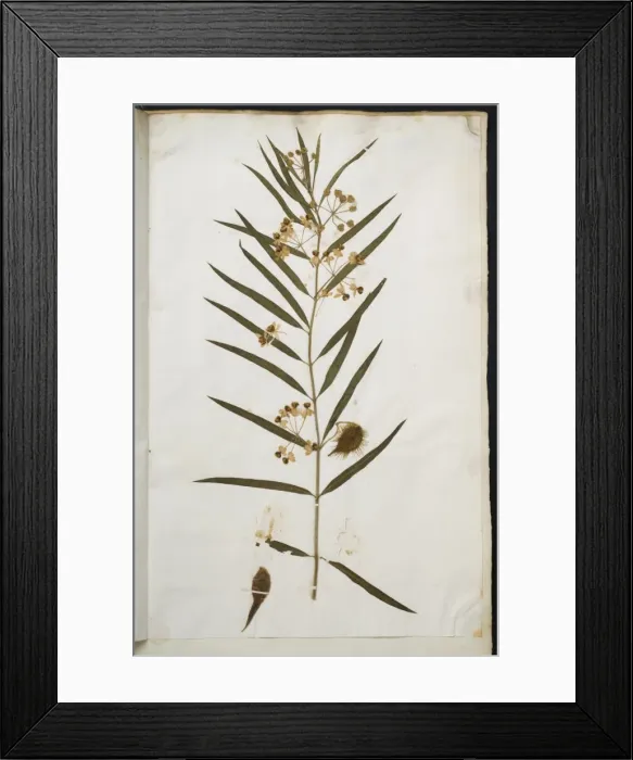 Framed Print : Apocynum Framed Print : Apocynum