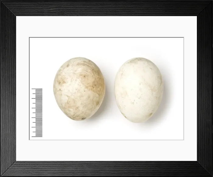 Framed Print : Haliaeetus leucoryphus, pallass fish eagle Framed Print : Haliaeetus leucoryphus, pallass fish eagle
