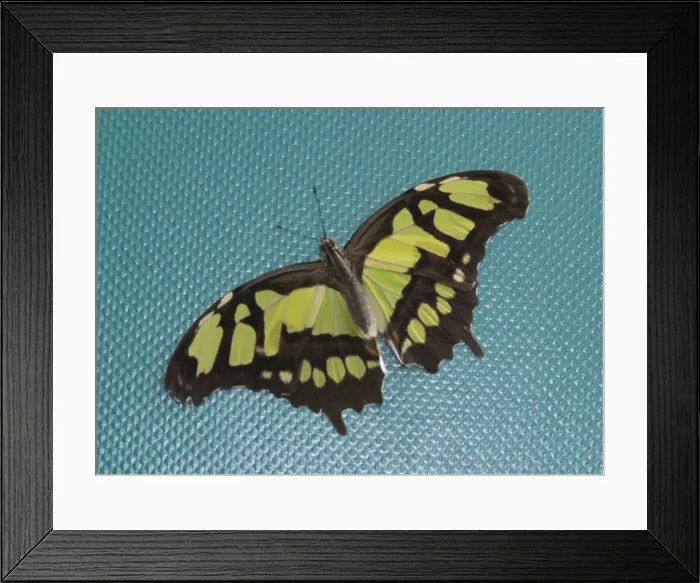Framed Print : Siproeta stelenes, Malachite butterfly Framed Print : Siproeta stelenes, Malachite butterfly
