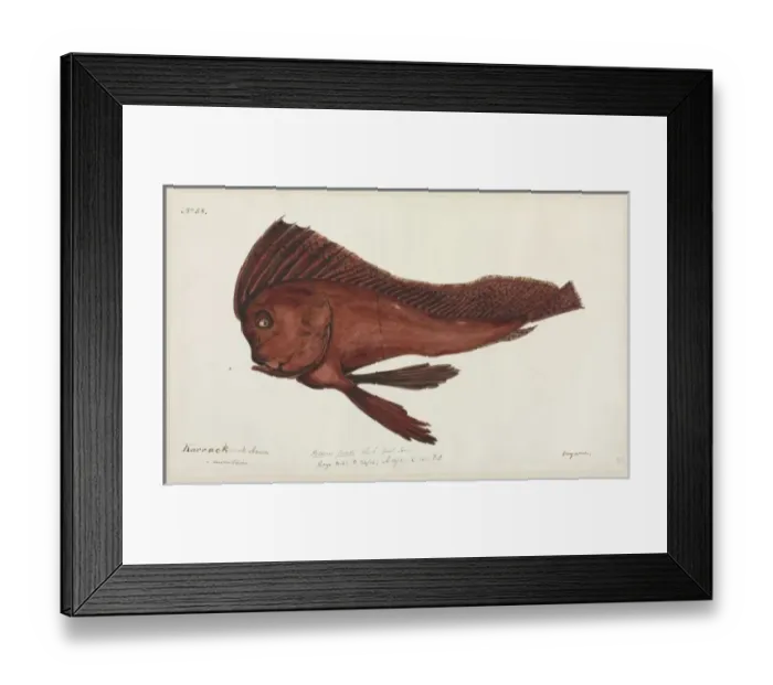 Framed Print : Fish illustration Framed Print : Fish illustration