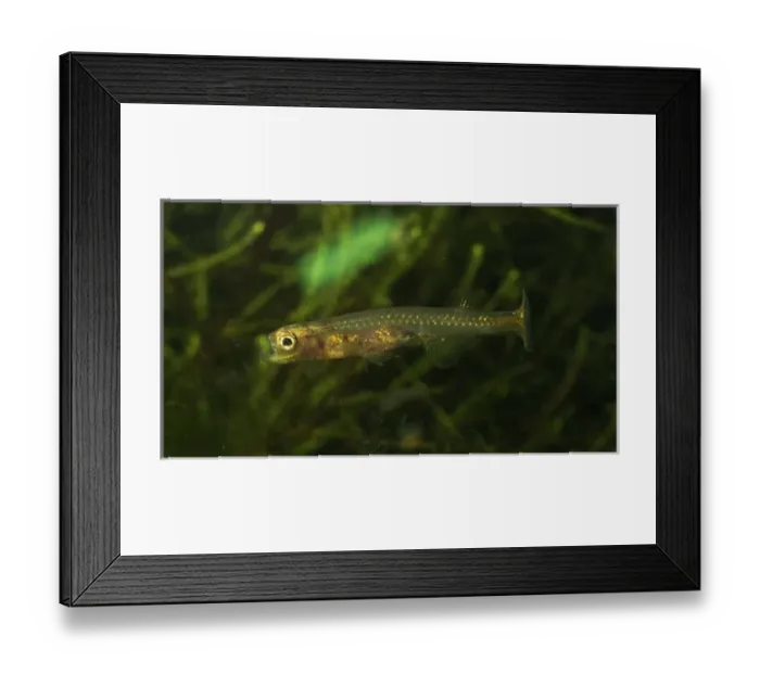 Framed Print : Danionella dracula, minnow Framed Print : Danionella dracula, minnow