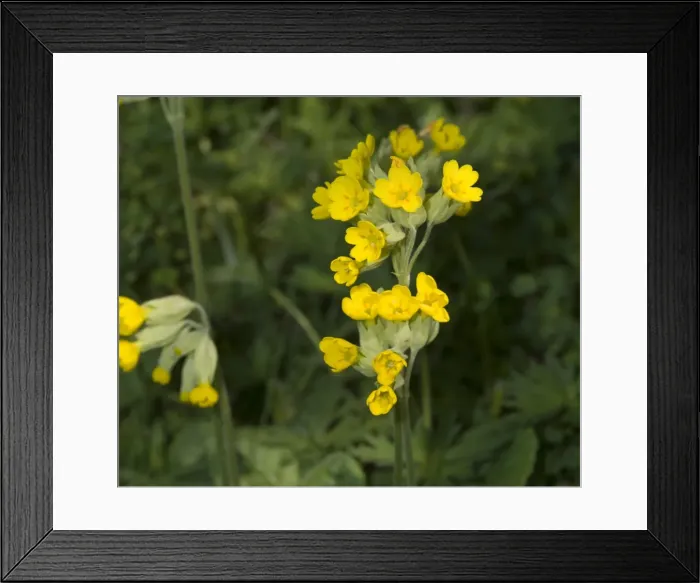 Framed Print : Primula veris, cowslip Framed Print : Primula veris, cowslip