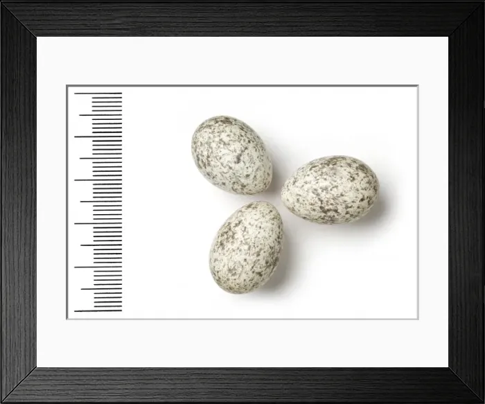 Framed Print : Passer ammondendri, saxaul sparrow