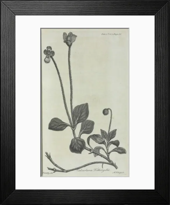 Framed Print : Calceolaria fothergillii, William Aiton, 1789 Framed Print : Calceolaria fothergillii, William Aiton, 1789