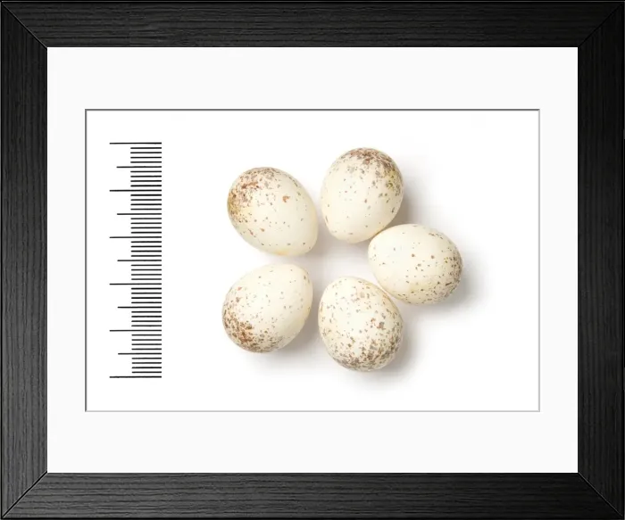 Framed Print : Lanius schach, long-tailed shrike Framed Print : Lanius schach, long-tailed shrike