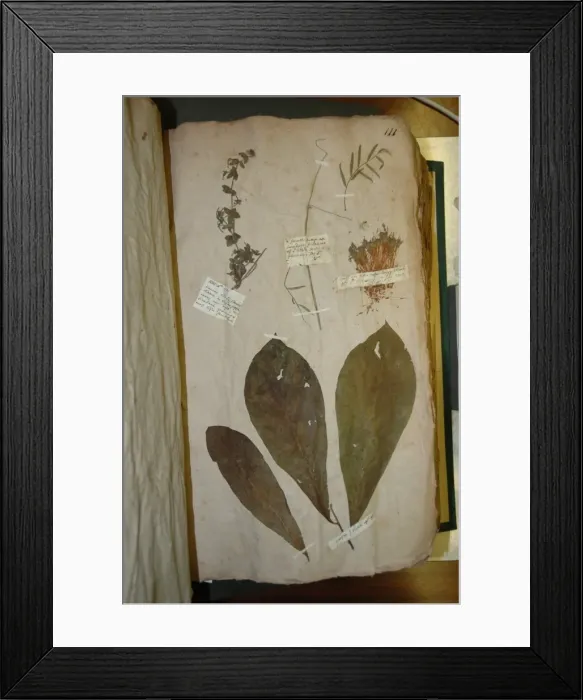Framed Print : John Lawson plant specimen Framed Print : John Lawson plant specimen