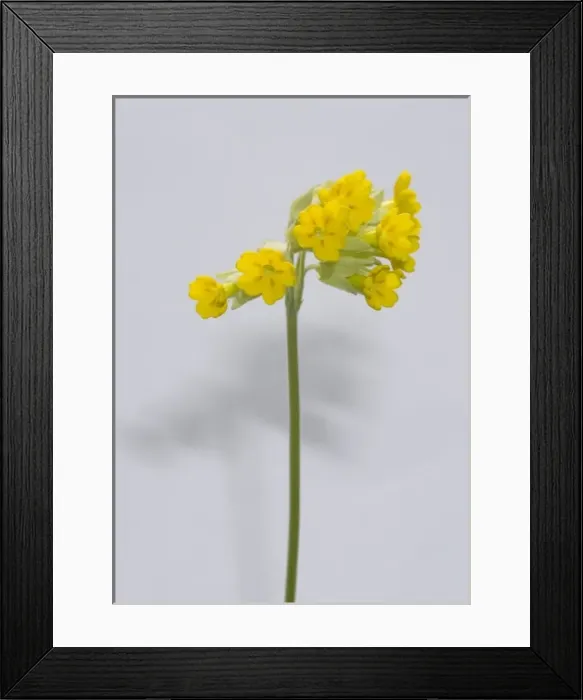 Framed Print : Primula veris, cowslip Framed Print : Primula veris, cowslip