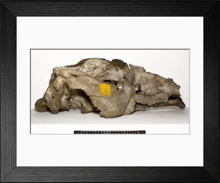 Framed Print : Toxodon platensis Framed Print : Toxodon platensis