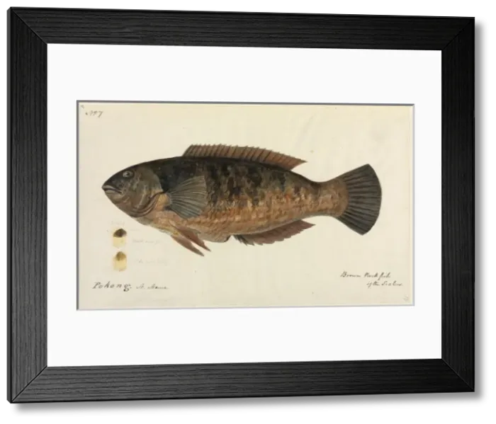 Framed Print : Fish. One of 67 original water colour drawings of Mammals, Reptiles Framed Print : Fish. One of 67 original water colour drawings of Mammals, Reptiles