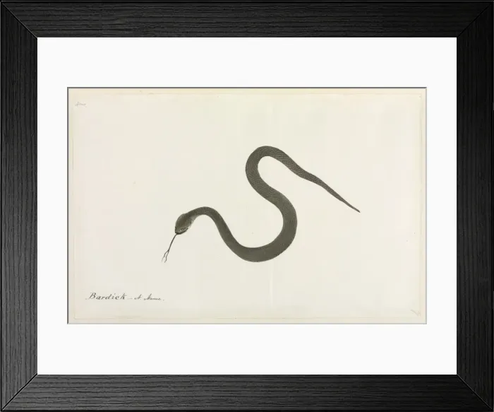 Framed Print : Bardick Snake Framed Print : Bardick Snake