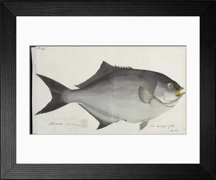 Framed Print : Fish illustration by Robert Neill Framed Print : Fish illustration by Robert Neill