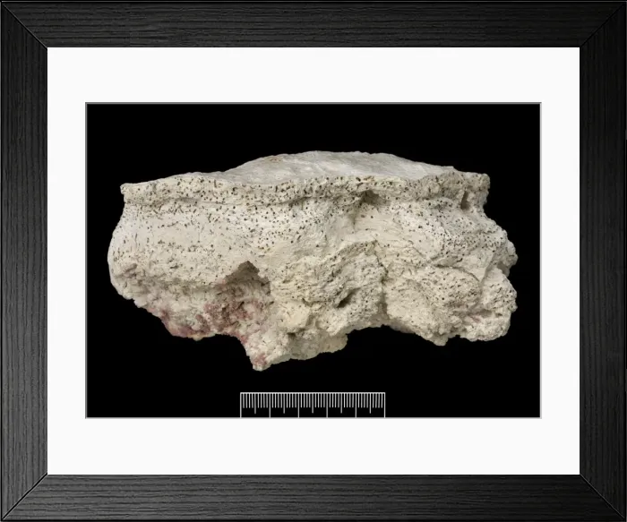 Framed Print : Rhodophyta, Coralline algae Framed Print : Rhodophyta, Coralline algae