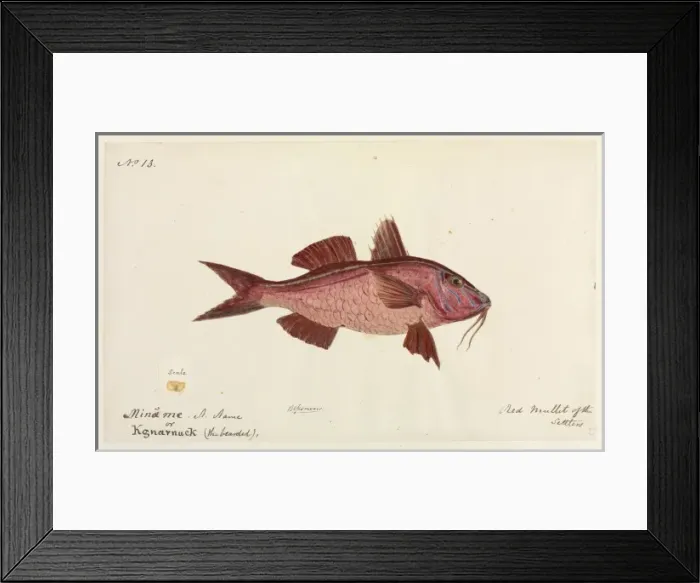 Framed Print : Red mullet by Robert Neill Framed Print : Red mullet by Robert Neill