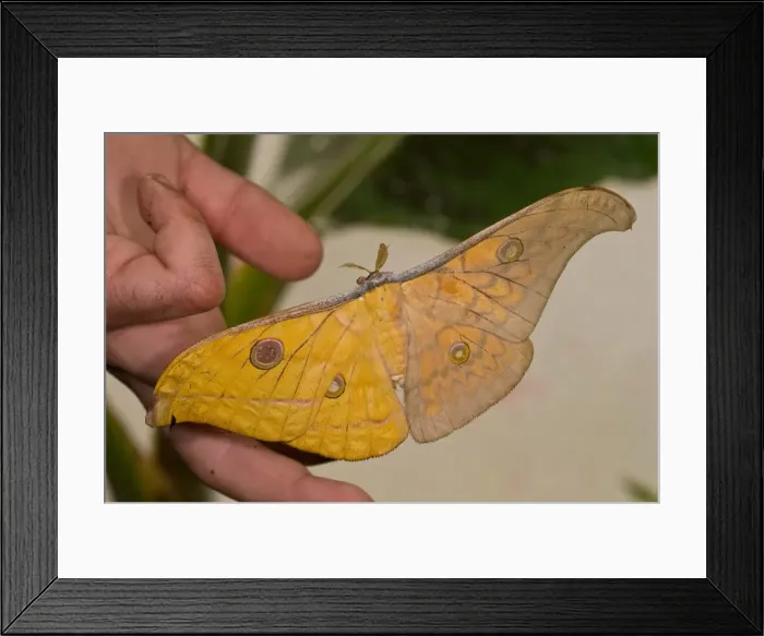 Framed Print : Gynandromorph Antheraea frithi, silkmoth Framed Print : Gynandromorph Antheraea frithi, silkmoth