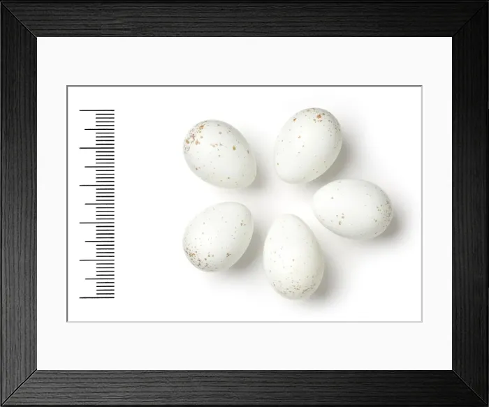 Framed Print : Oenanthe lugens, mourning wheatear Framed Print : Oenanthe lugens, mourning wheatear
