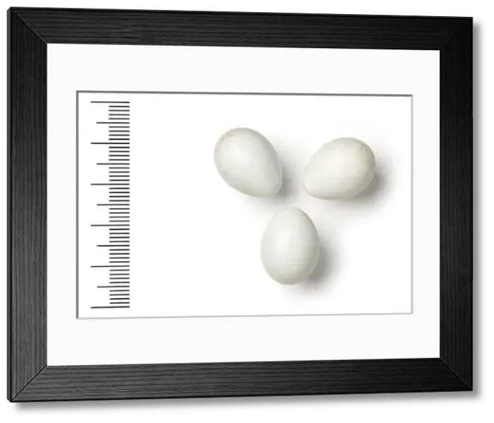 Framed Print : Oenanthe picata, variable wheatear Framed Print : Oenanthe picata, variable wheatear