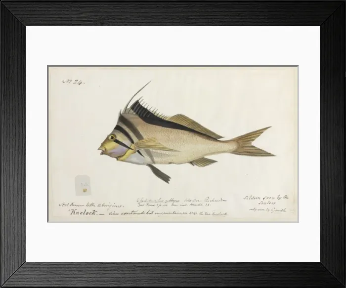 Framed Print : Cheilodactylus gibbosus, crested morwong Framed Print : Cheilodactylus gibbosus, crested morwong