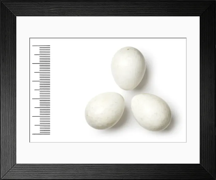 Framed Print : Hypocolius ampelinus, grey hypocolius Framed Print : Hypocolius ampelinus, grey hypocolius
