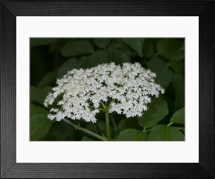 Framed Print : Elderflower Framed Print : Elderflower