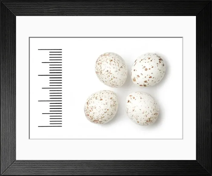 Framed Print : Phylloscopus ibericus, iberian chiffchaff Framed Print : Phylloscopus ibericus, iberian chiffchaff