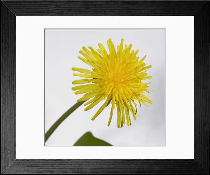 Framed Print : Dandelion. A dandelion from the Wildlife Garden at the Natural History Museum, London Framed Print : Dandelion. A dandelion from the Wildlife Garden at the Natural History Museum, London