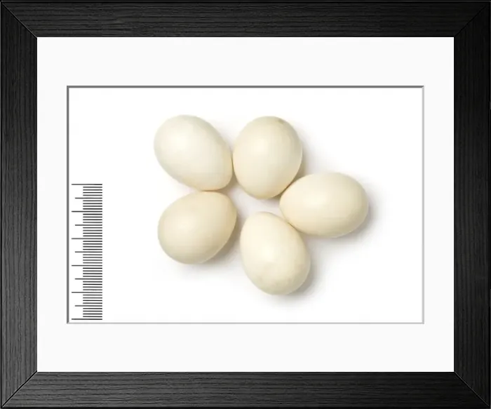Framed Print : Francolinus pondicerianus, grey francolin Framed Print : Francolinus pondicerianus, grey francolin