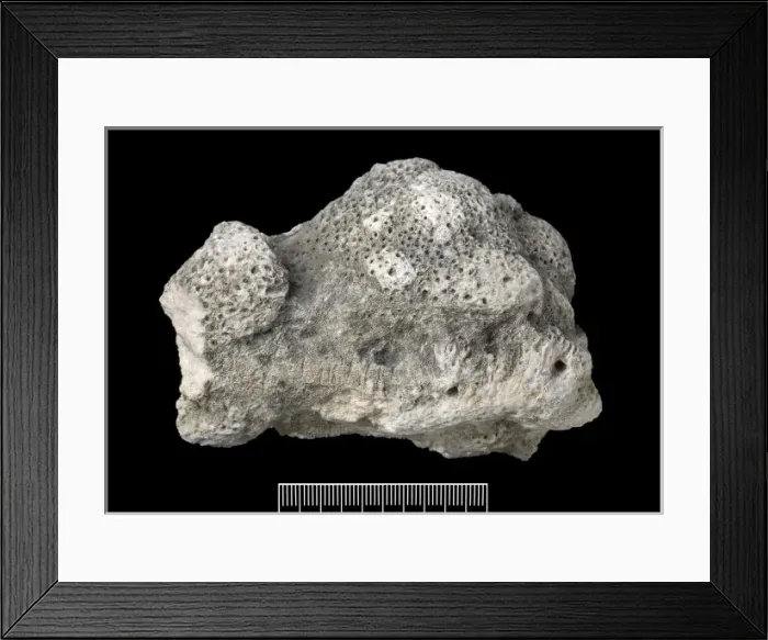 Framed Print : Acropora, Worn coral Framed Print : Acropora, Worn coral