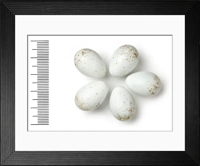 Framed Print : Oenanthe chrysopygia, red-tailed wheatear Framed Print : Oenanthe chrysopygia, red-tailed wheatear