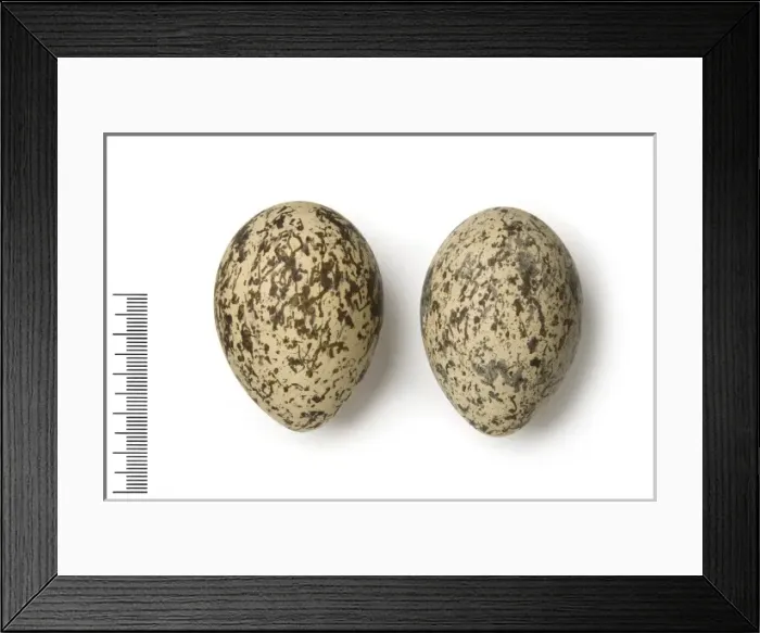 Framed Print : Esacus recurvirostris, great stone curlew Framed Print : Esacus recurvirostris, great stone curlew