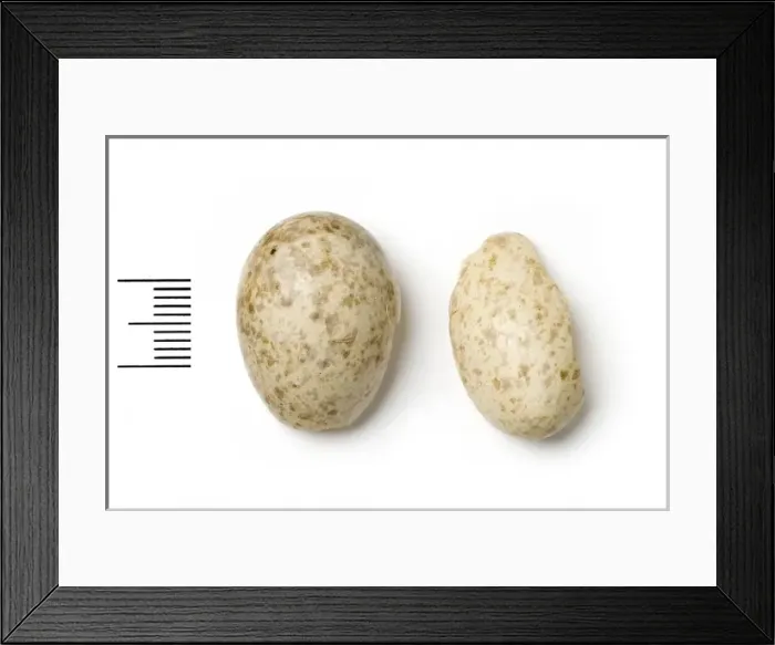 Framed Print : Podoces pleskei, pleskes ground jay Framed Print : Podoces pleskei, pleskes ground jay