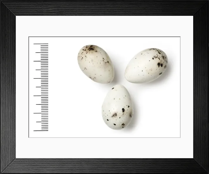Framed Print : Mycerobas carnipes, white-winged grosbeak eggs Framed Print : Mycerobas carnipes, white-winged grosbeak eggs