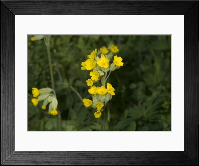 Framed Print : Primula veris, cowslip Framed Print : Primula veris, cowslip