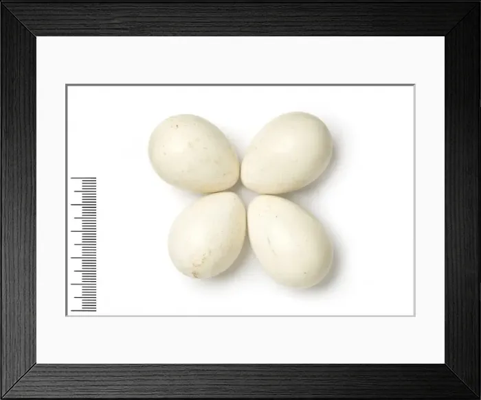 Framed Print : Alectoris graeca, rock partridge Framed Print : Alectoris graeca, rock partridge