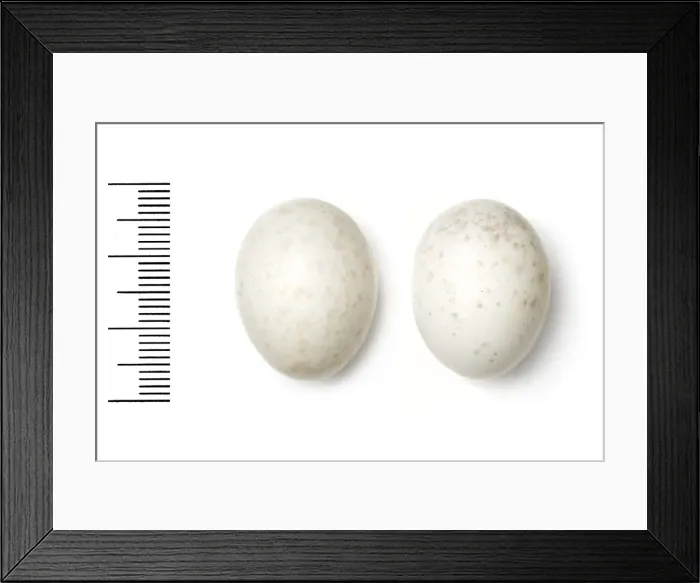 Framed Print : Caprimulgus inornatus, plain nightjar Framed Print : Caprimulgus inornatus, plain nightjar