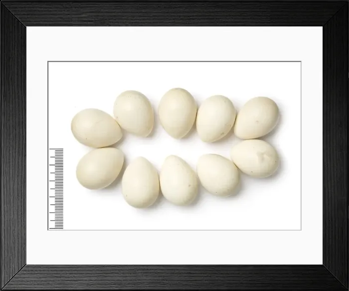 Framed Print : Ammoperdix griseogularis, see-see partridge
