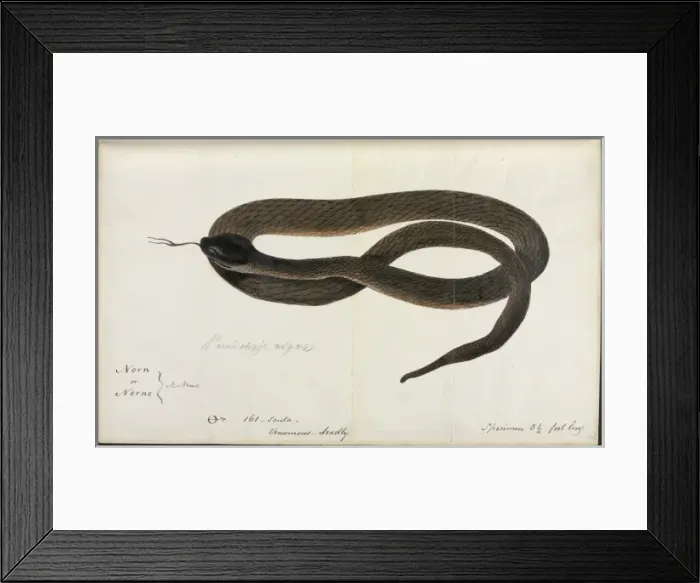 Framed Print : Snake. One of 67 original water colour drawings of Mammals, Reptiles Framed Print : Snake. One of 67 original water colour drawings of Mammals, Reptiles