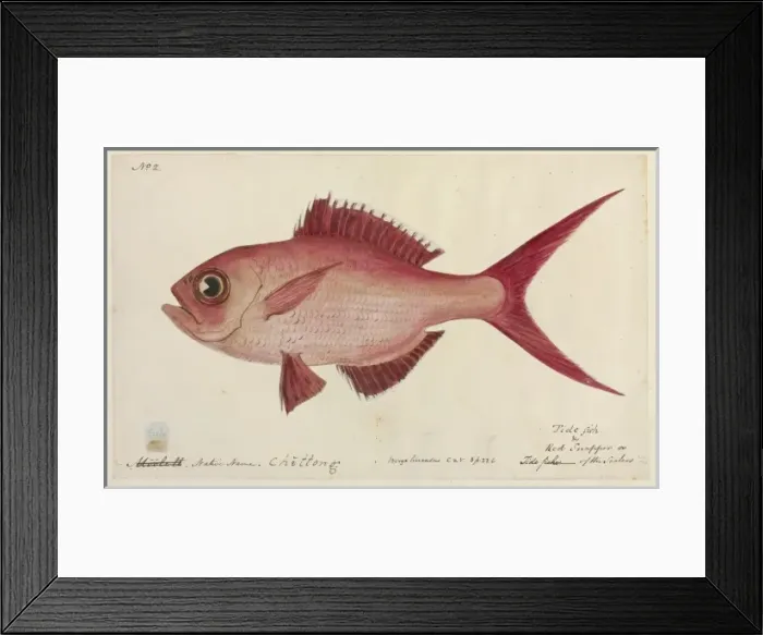 Framed Print : Lutjanus campechanus, red snapper Framed Print : Lutjanus campechanus, red snapper
