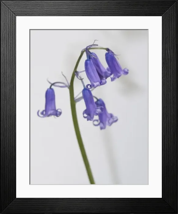 Framed Print : Bluebell. A bluebell from the Wildlife Garden at the Natural History Museum, London Framed Print : Bluebell. A bluebell from the Wildlife Garden at the Natural History Museum, London