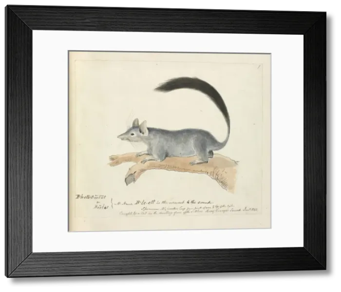 Framed Print : Beelat (aboriginal name) Framed Print : Beelat (aboriginal name)