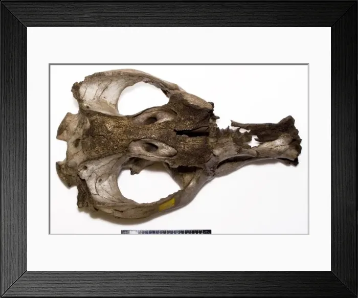 Framed Print : Toxodon platensis