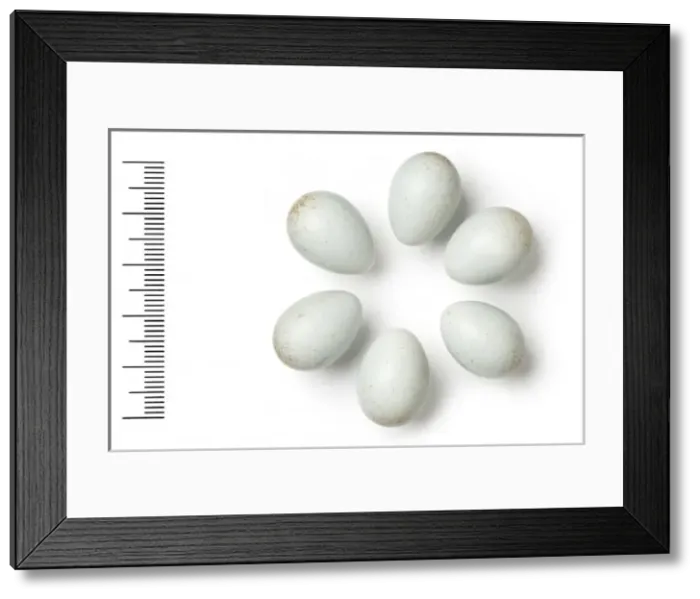 Framed Print : Oenanthe monacha, hooded wheatear Framed Print : Oenanthe monacha, hooded wheatear