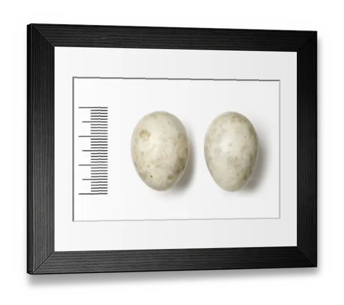Framed Print : Caprimulgus mahrattensis, sykes nightjar Framed Print : Caprimulgus mahrattensis, sykes nightjar