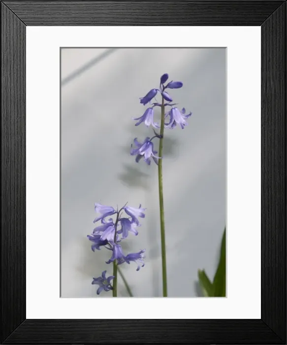 Framed Print : Bluebell. A bluebell from the Wildlife Garden at the Natural History Museum, London Framed Print : Bluebell. A bluebell from the Wildlife Garden at the Natural History Museum, London