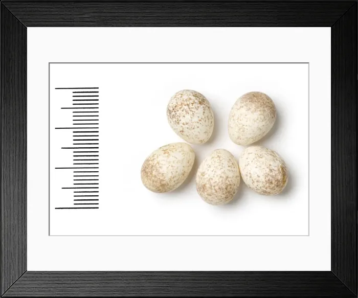 Framed Print : Regulus ignicapilla, firecrest Framed Print : Regulus ignicapilla, firecrest