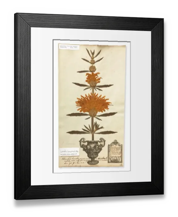 Framed Print : Leonotis leonurus, Lions tail Framed Print : Leonotis leonurus, Lions tail