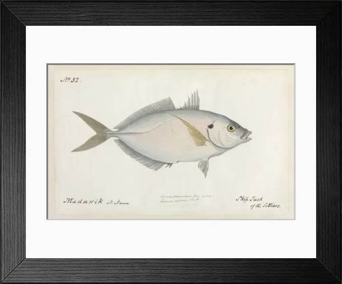 Framed Print : Katsuwonus pelamis, skipjack of the Settlers Framed Print : Katsuwonus pelamis, skipjack of the Settlers